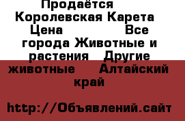 Продаётся!     Королевская Карета › Цена ­ 300 000 - Все города Животные и растения » Другие животные   . Алтайский край